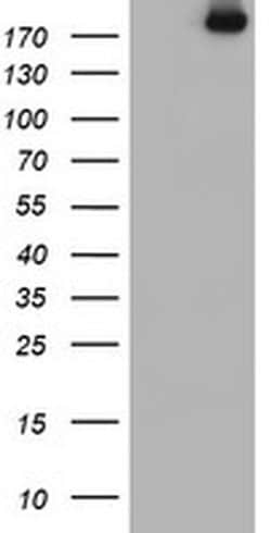 Invitrogen USP9X Monoclonal Antibody (OTI2G7) 100 &mu;L; Unconjugated:Antibodies,