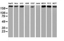 Invitrogen USP9X Monoclonal Antibody (OTI2G7) 100 &mu;L; Unconjugated:Antibodies,