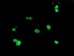 Invitrogen USP36 Monoclonal Antibody (OTI7G3) 100 &mu;L; Unconjugated:Antibodies,