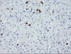 Invitrogen USP36 Monoclonal Antibody (OTI7G3) 100 &mu;L; Unconjugated:Antibodies,