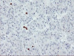 Invitrogen USP36 Monoclonal Antibody (OTI7G3) 100 &mu;L; Unconjugated:Antibodies,
