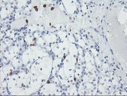 Invitrogen USP36 Monoclonal Antibody (OTI7G3) 100 &mu;L; Unconjugated:Antibodies,
