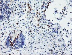 Invitrogen USP36 Monoclonal Antibody (OTI7G3) 100 &mu;L; Unconjugated:Antibodies,