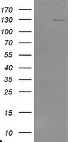 Invitrogen USP36 Monoclonal Antibody (OTI7G3) 100 &mu;L; Unconjugated:Antibodies,