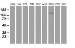 Invitrogen USP36 Monoclonal Antibody (OTI7G3) 100 &mu;L; Unconjugated:Antibodies,
