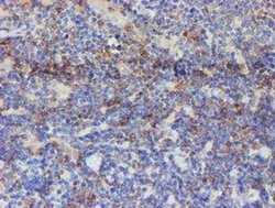 Invitrogen USP36 Monoclonal Antibody (OTI9F5) 100 &mu;L; Unconjugated:Antibodies,