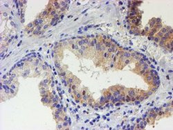 Invitrogen USP36 Monoclonal Antibody (OTI9F5) 100 &mu;L; Unconjugated:Antibodies,