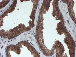 Invitrogen PSMA6 Monoclonal Antibody (OTI4C9) 100 &mu;L; Unconjugated:Antibodies,