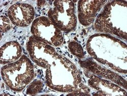 Invitrogen PSMA6 Monoclonal Antibody (OTI4C9) 100 &mu;L; Unconjugated:Antibodies,