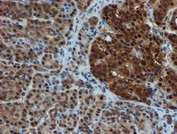 Invitrogen PSMA6 Monoclonal Antibody (OTI5H3) 100 &mu;L; Unconjugated:Antibodies,