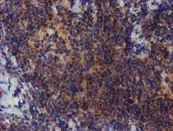 Invitrogen ZNF365 Monoclonal Antibody (OTI1B7) 100 &mu;L; Unconjugated:Antibodies,