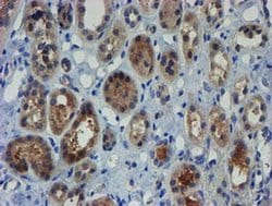 Invitrogen ZNF365 Monoclonal Antibody (OTI1B7) 100 &mu;L; Unconjugated:Antibodies,