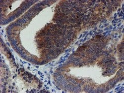Invitrogen ZNF365 Monoclonal Antibody (OTI1B7) 100 &mu;L; Unconjugated:Antibodies,