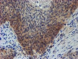 Invitrogen ZNF365 Monoclonal Antibody (OTI1B7) 100 &mu;L; Unconjugated:Antibodies,
