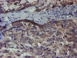 Invitrogen ZNF365 Monoclonal Antibody (OTI1B7) 100 &mu;L; Unconjugated:Antibodies,