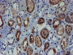 Invitrogen ZNF365 Monoclonal Antibody (OTI2D9) 100 &mu;L; Unconjugated:Antibodies,