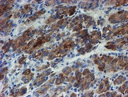 Invitrogen ZNF365 Monoclonal Antibody (OTI2D9) 100 &mu;L; Unconjugated:Antibodies,
