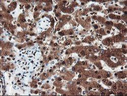 Invitrogen PSMA6 Monoclonal Antibody (OTI7C2) 100 &mu;L; Unconjugated:Antibodies,