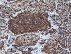 Invitrogen PSMA6 Monoclonal Antibody (OTI7C2) 100 &mu;L; Unconjugated:Antibodies,