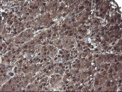 Invitrogen PSMA6 Monoclonal Antibody (OTI7C2) 100 &mu;L; Unconjugated:Antibodies,