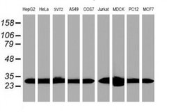 Invitrogen PSMA6 Monoclonal Antibody (OTI7C2) 100 &mu;L; Unconjugated:Antibodies,