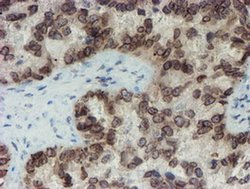 Invitrogen SENP2 Monoclonal Antibody (OTI3D3) 100 &mu;L | Buy Online | Invitrogen&trade; | Fisher Scientific