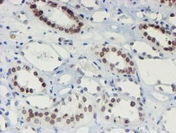 Invitrogen SENP2 Monoclonal Antibody (OTI3D3) 100 &mu;L | Buy Online | Invitrogen&trade; | Fisher Scientific