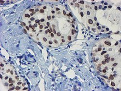 Invitrogen SENP2 Monoclonal Antibody (OTI3D3) 100 &mu;L | Buy Online | Invitrogen&trade; | Fisher Scientific