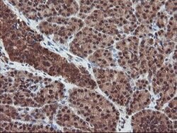Invitrogen SENP2 Monoclonal Antibody (OTI3E7) 100 &mu;L; Unconjugated:Antibodies,