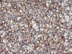 Invitrogen SENP2 Monoclonal Antibody (OTI3E7) 100 &mu;L; Unconjugated:Antibodies,