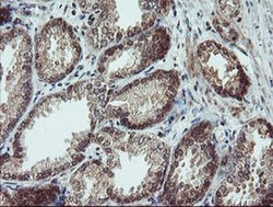 Invitrogen SENP2 Monoclonal Antibody (OTI3E7) 100 &mu;L; Unconjugated:Antibodies,