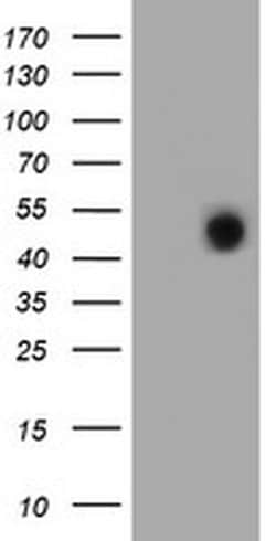 Invitrogen FOXI1 Monoclonal Antibody (OTI5D3) 100 &mu;L; Unconjugated:Antibodies,