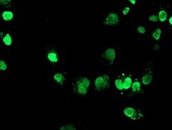 Invitrogen FOXI1 Monoclonal Antibody (OTI1D4) 100 &mu;L; Unconjugated:Antibodies,