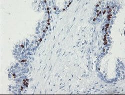 Invitrogen FOXI1 Monoclonal Antibody (OTI1D4) 100 &mu;L; Unconjugated:Antibodies,
