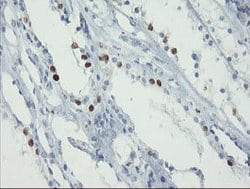 Invitrogen FOXI1 Monoclonal Antibody (OTI1D4) 100 &mu;L; Unconjugated:Antibodies,