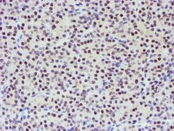 Invitrogen TPRKB Monoclonal Antibody (OTI3E3) 100 &mu;L; Unconjugated:Antibodies,