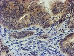 Invitrogen TIGD1 Monoclonal Antibody (OTI4G9) 100 &mu;L; Unconjugated:Antibodies,