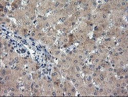 Invitrogen TIGD1 Monoclonal Antibody (OTI4G9) 100 &mu;L; Unconjugated:Antibodies,