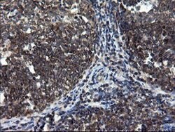 Invitrogen CNOT4 Monoclonal Antibody (OTI1H2) 100 &mu;L; Unconjugated:Antibodies,