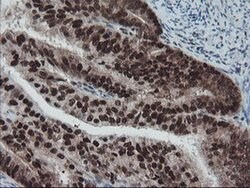 TPRKB Monoclonal Antibody (OTI3H3):Antibodies, Monoclonal