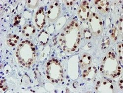 Invitrogen SLUG Monoclonal Antibody (OTI1A6) 100 &mu;L; Unconjugated:Antibodies,