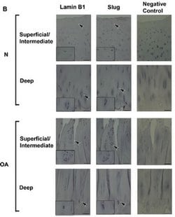 Invitrogen SLUG Monoclonal Antibody (OTI1A6) 100 &mu;L; Unconjugated:Antibodies,