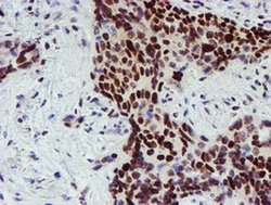 Invitrogen SLUG Monoclonal Antibody (OTI1A6) 100 &mu;L; Unconjugated:Antibodies,
