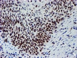 Invitrogen SLUG Monoclonal Antibody (OTI1A6) 100 &mu;L; Unconjugated:Antibodies,