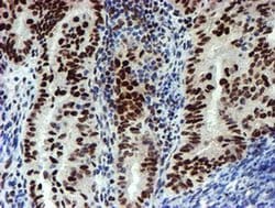 Invitrogen SLUG Monoclonal Antibody (OTI1A6) 100 &mu;L; Unconjugated:Antibodies,