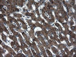 Invitrogen SnoN Monoclonal Antibody (OTI2F6) 100 &mu;L; Unconjugated:Antibodies,