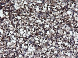 Invitrogen SnoN Monoclonal Antibody (OTI2F6) 100 &mu;L; Unconjugated:Antibodies,