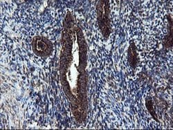 Invitrogen SnoN Monoclonal Antibody (OTI2F6) 100 &mu;L; Unconjugated:Antibodies,