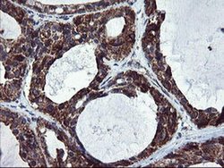 Invitrogen SnoN Monoclonal Antibody (OTI2F6) 100 &mu;L; Unconjugated:Antibodies,