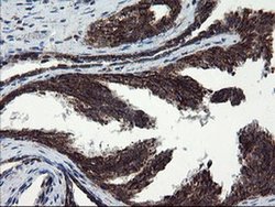 Invitrogen SnoN Monoclonal Antibody (OTI2F6) 100 &mu;L; Unconjugated:Antibodies,